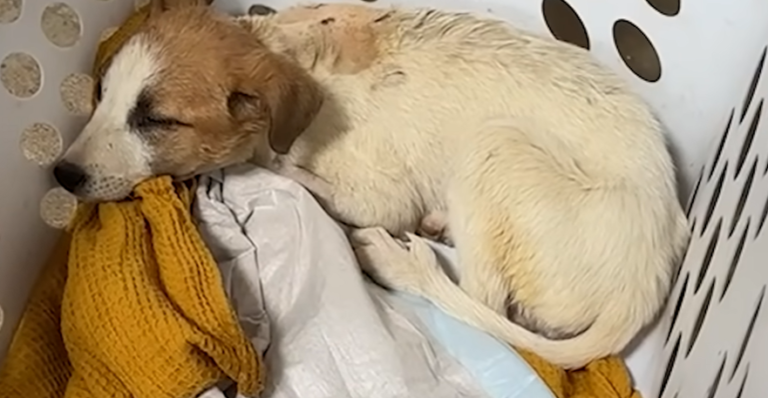 Abandoned Puppy Left For Dead on Streets Finds Loving Home in Germany