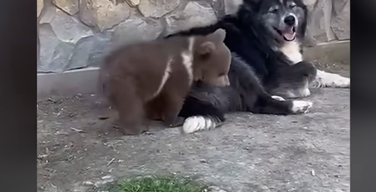Rescued Husky Becomes Surrogate Dad to Orphaned Bear Cubs