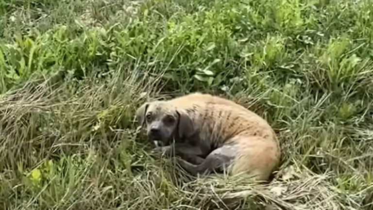 Abandoned Dog Found Waiting in Muddy Ditch For Owner To Return