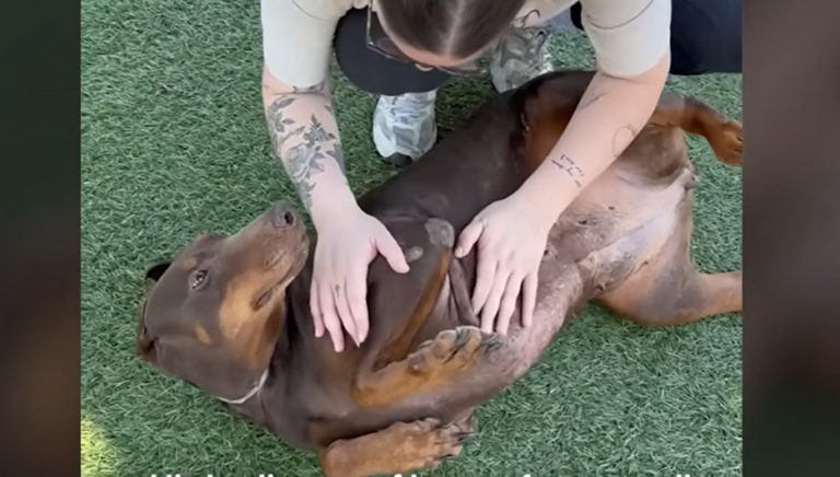 97-Pound Doberman Gets a Second Chance At Life