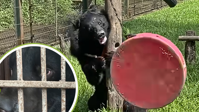 Moon Bear Rescued From Bile Farm Can’t Stop Playing Like a Puppy
