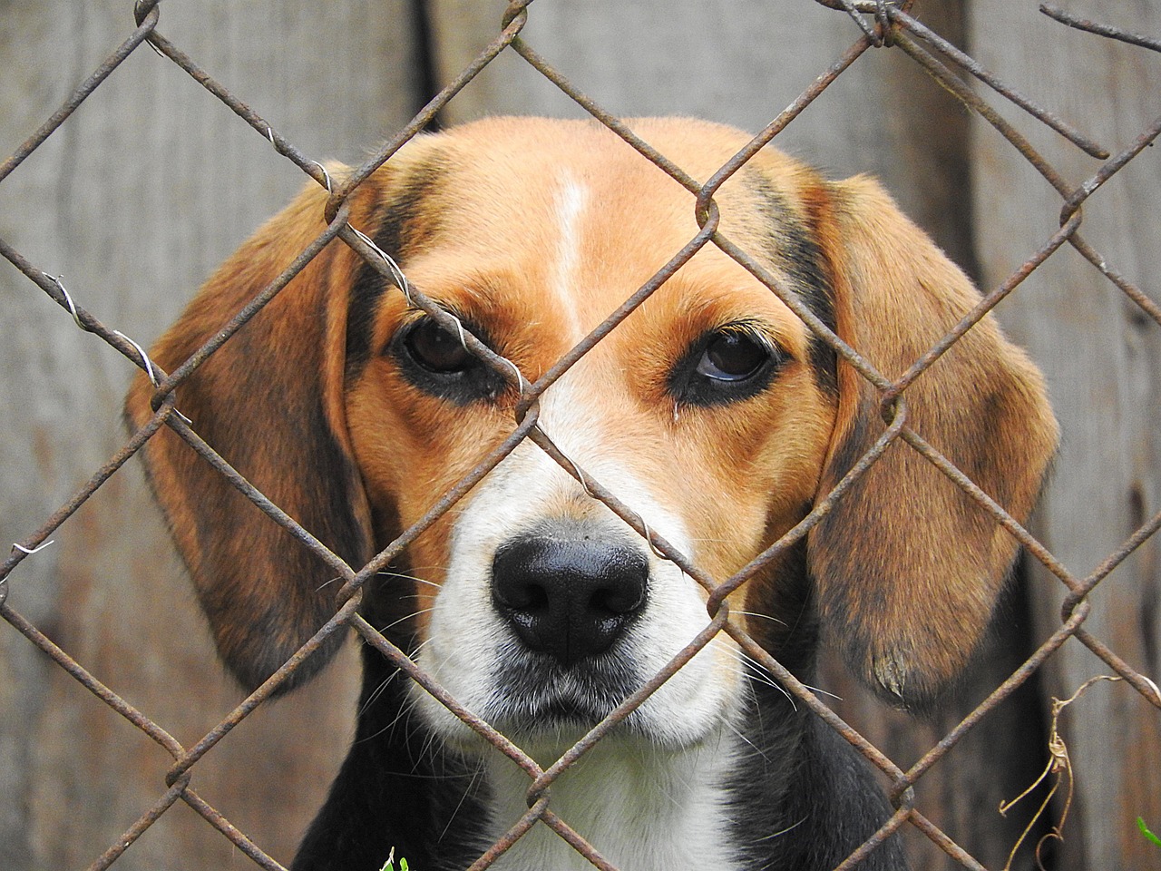 17 Behaviours a Shelter Dog Offers the Volunteer Who Visited More Than Once and No Other Person