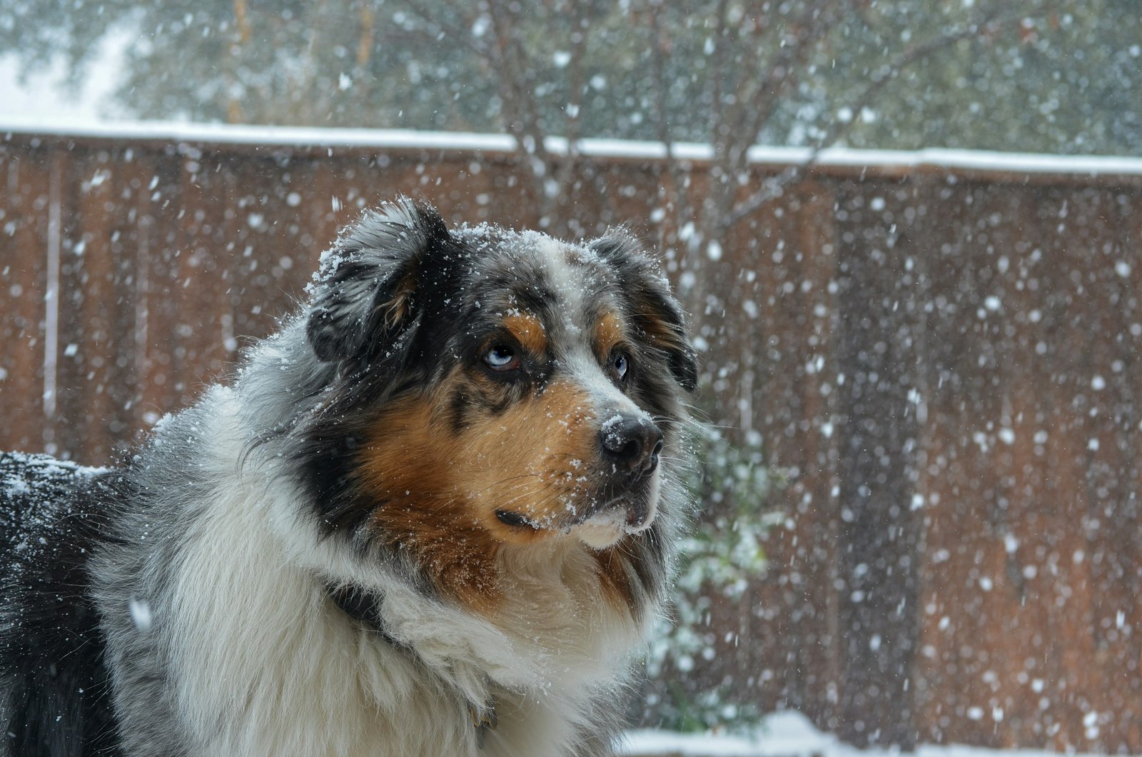 13 Abilities Rescue Dogs Keep From a Previous Home That Owners Never Manage to Explain