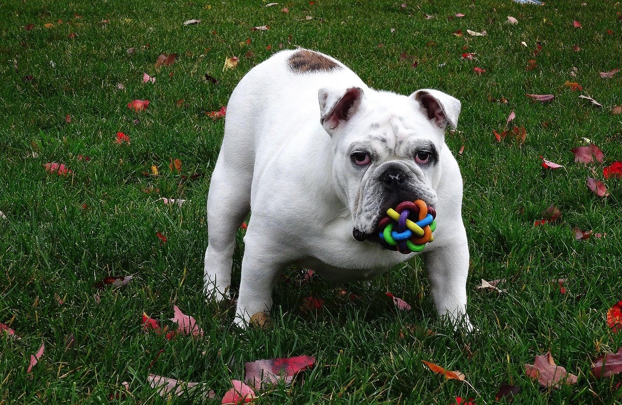The Real Reason Your Dog Brings You a Toy When You Are Upset