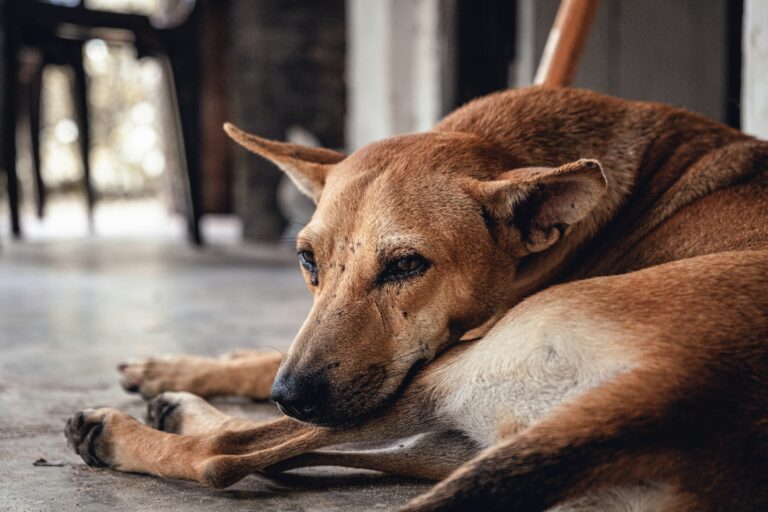 Research Says Dogs Circle Before Lying Down as an Ancient Instinct That Persists in Domestic Dogs Despite Thousands of Generations of Selective Breeding