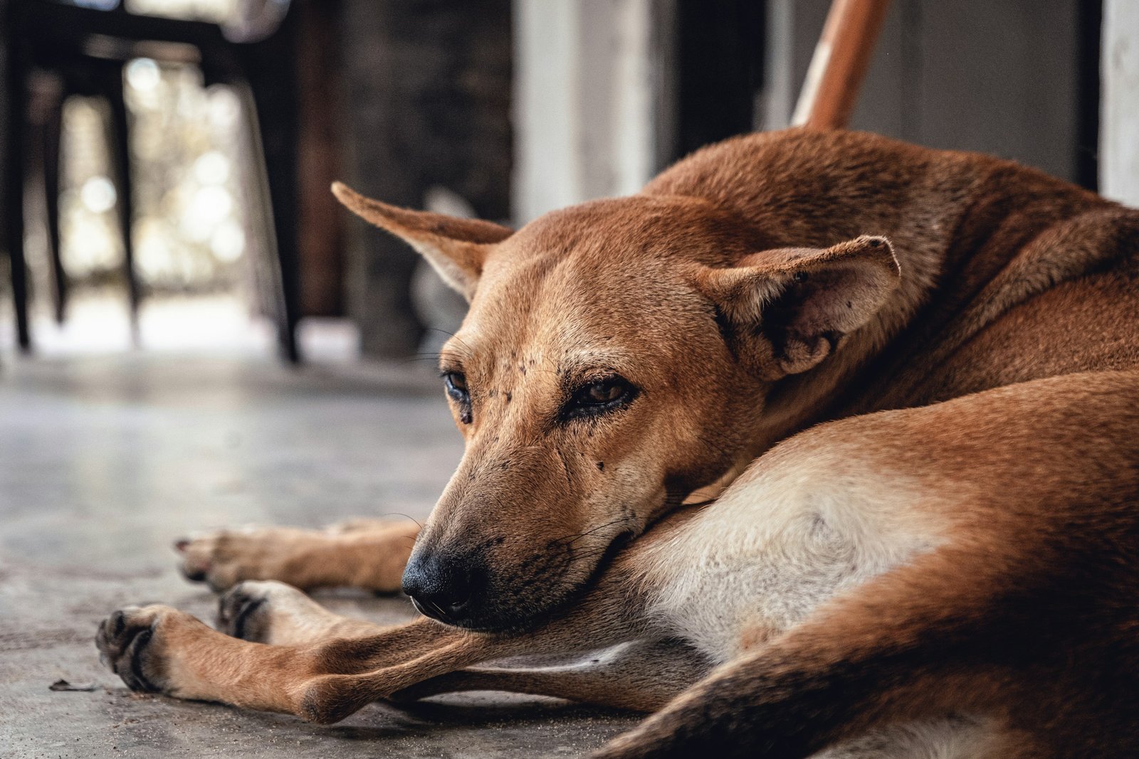 Research Says Dogs Circle Before Lying Down as an Ancient Instinct That Persists in Domestic Dogs Despite Thousands of Generations of Selective Breeding