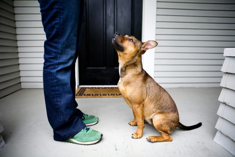 17 Moments a Dog Stores From an Ordinary Day That Shape How It Greets the Person Coming Home