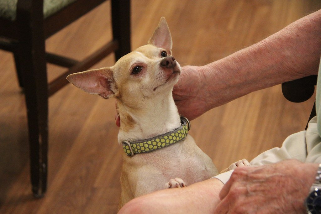 13 Things a Vet Notices About a Dog Owned by Someone Over 70