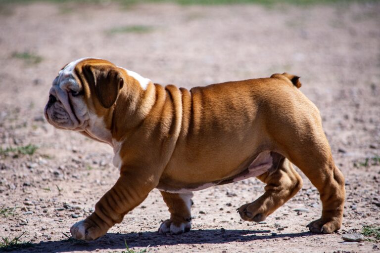 14 Habits a Dog Builds in Its First Month That Last for Years