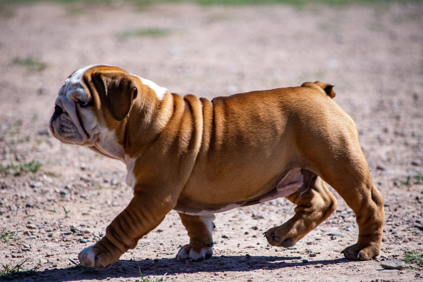 14 Habits a Dog Builds in Its First Month That Last for Years