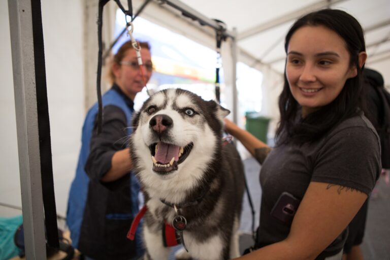 What a Groomer Learns About a Household in One Appointment: 14 Things Owners Miss