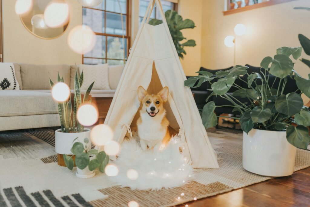 14 Things a Dog Learns Living in a House Where the Days Never Rush