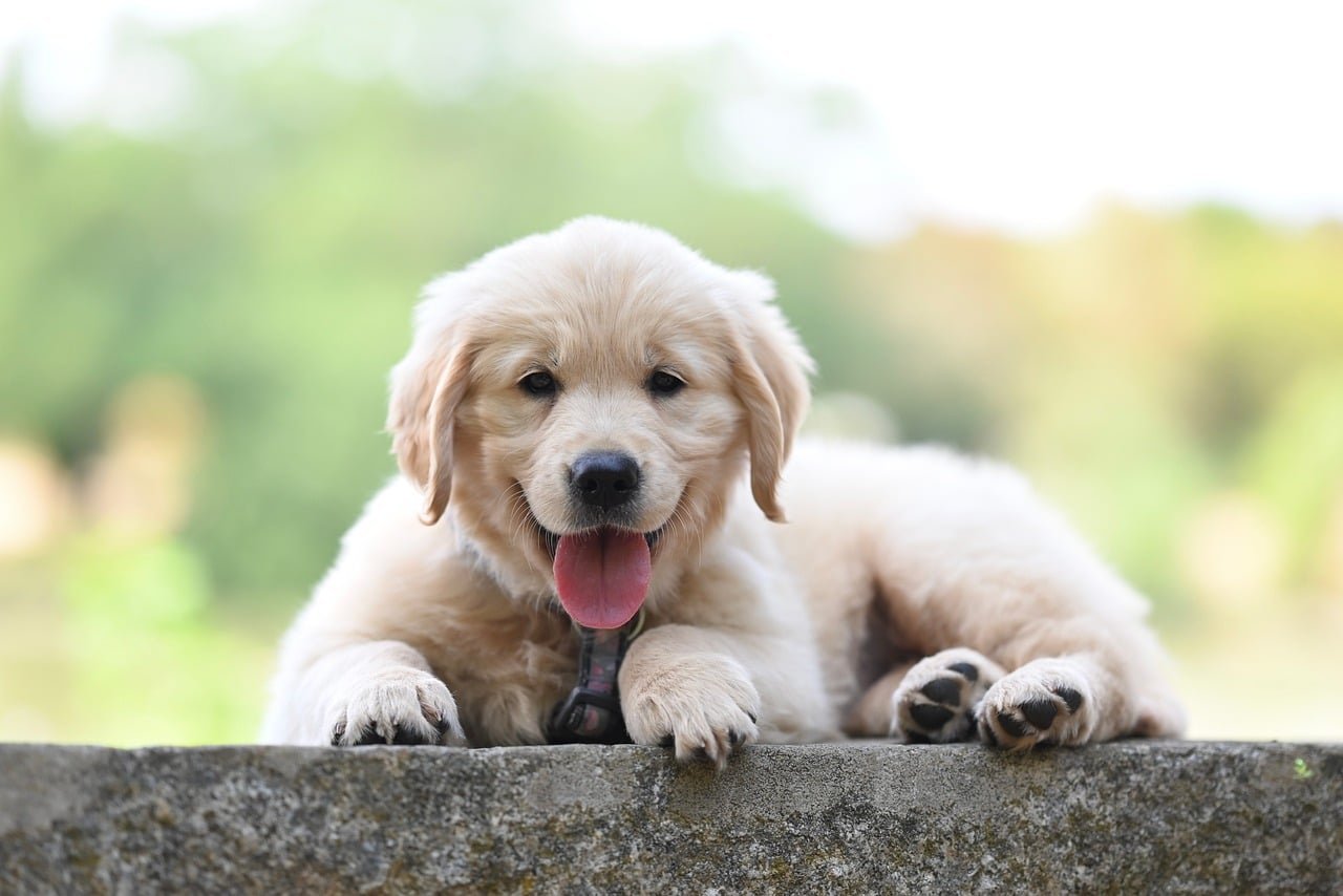 14 Things Golden Retriever Owners Defend That Nobody Outside the House Understands