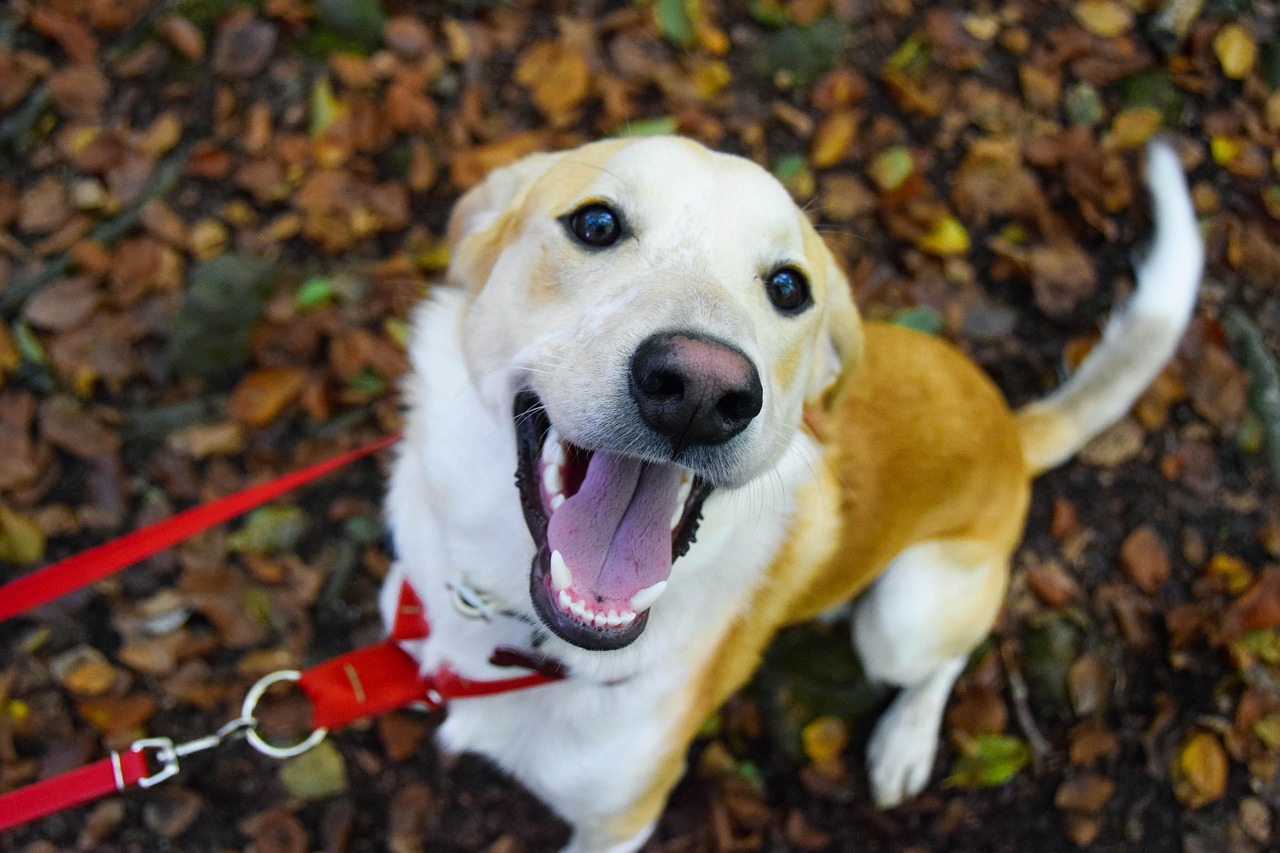 12 Things a Rescue Dog Does Once It Understands the Food Will Keep Coming