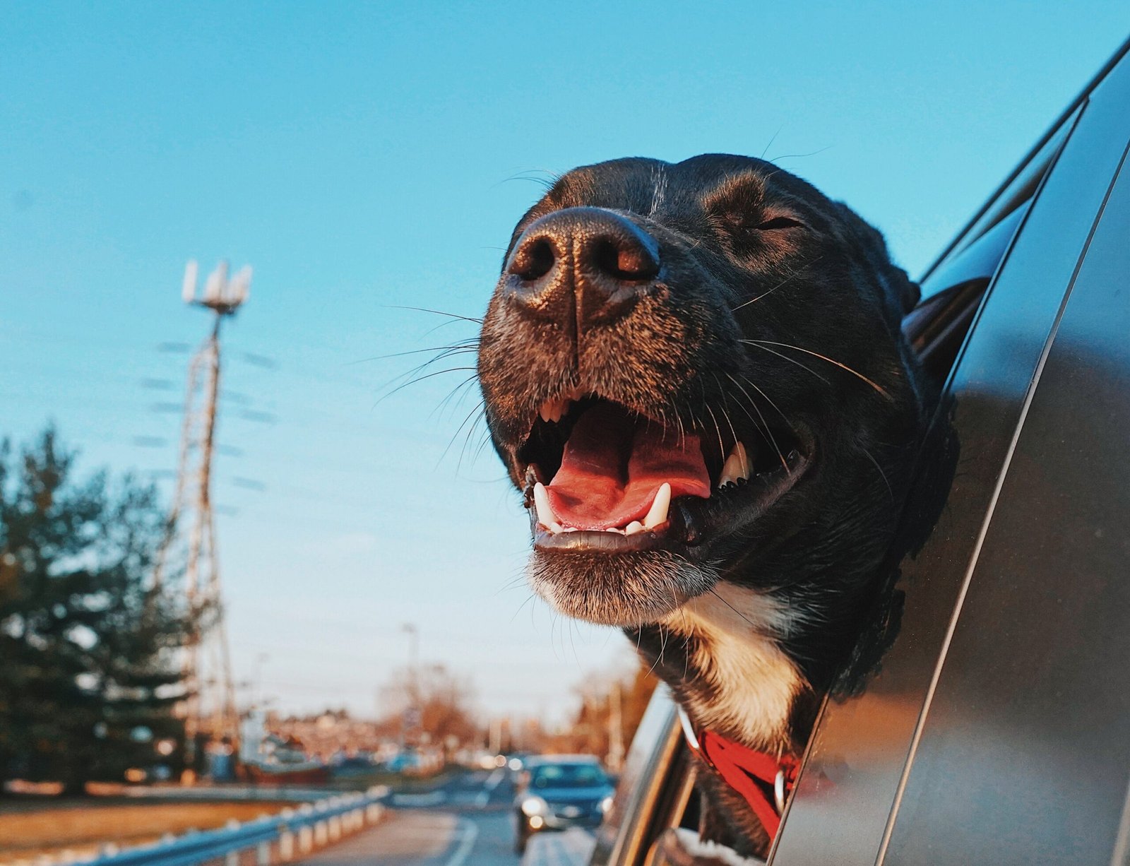 13 Things a Dog Remembers About a Car Journey It Took Only Once