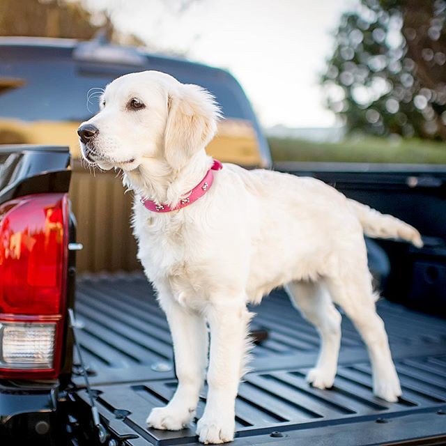 14 Things a Canine Physiotherapist Notices About a Dog Before It Reaches the Table