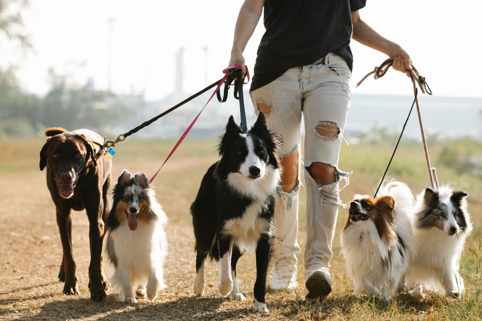 13 Things a Dog Walker Notices in Week One That the Owner Learns Much Later