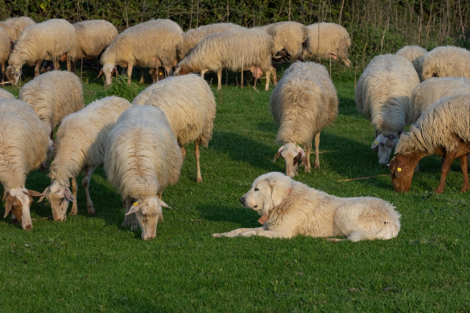 14 Habits a Working Farm Dog Keeps That a House Dog Never Learns