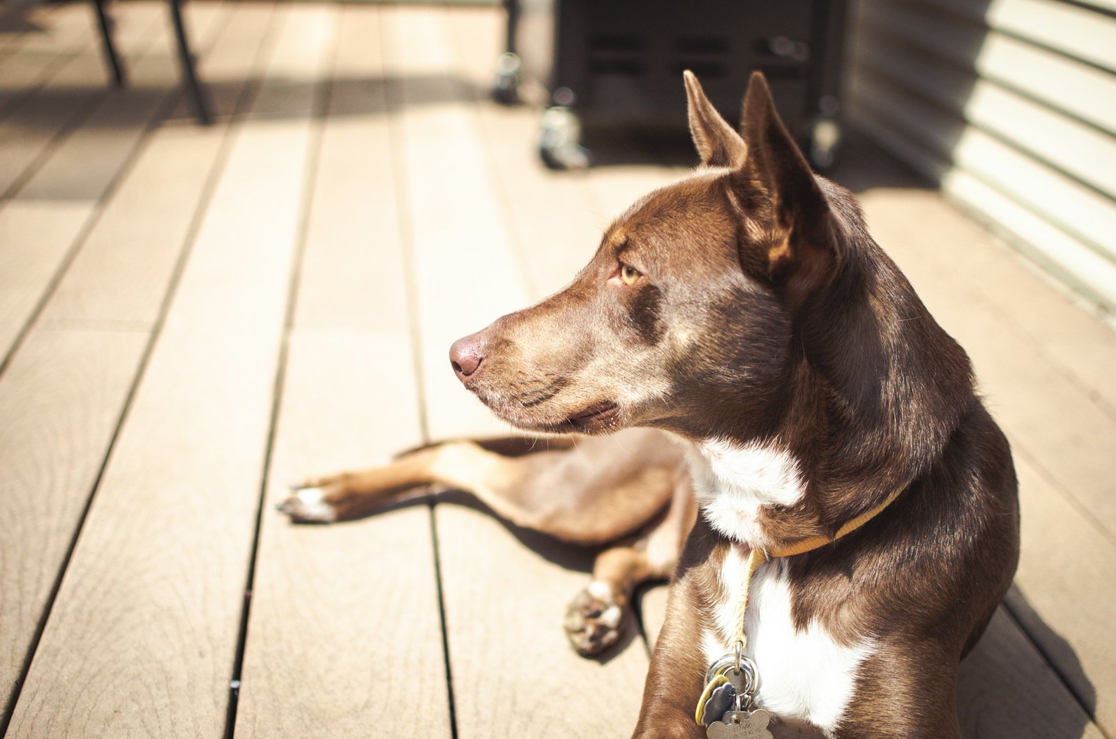 13 Things a Dog Does at the Same Minute of the Day Without Fail