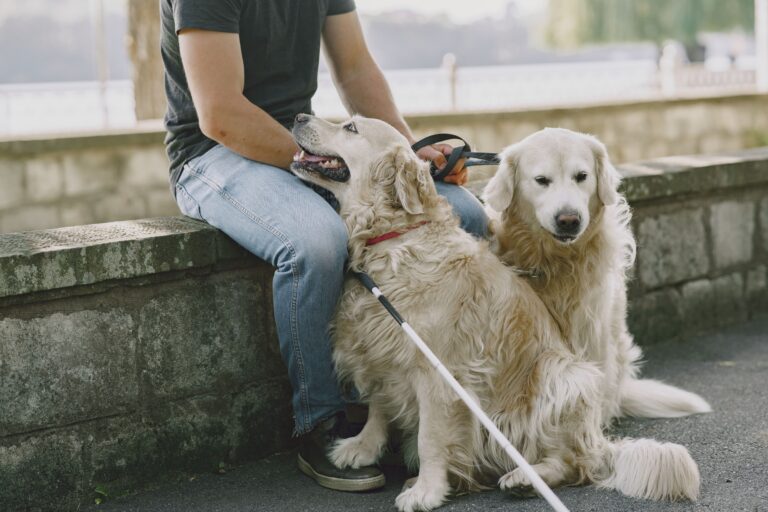 13 Things a Guide Dog Trainer Notices in the First Week of Assessment