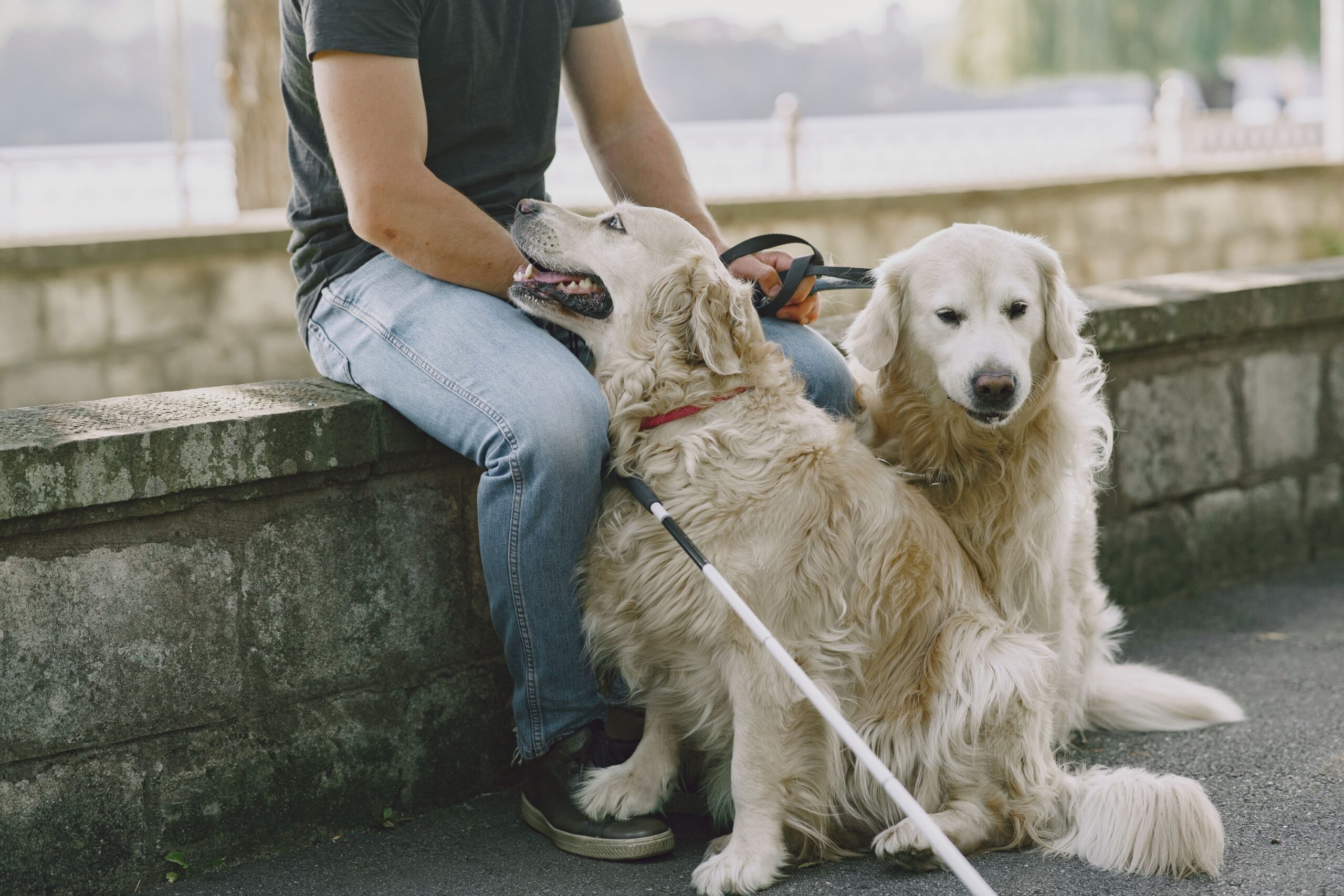 13 Things a Guide Dog Trainer Notices in the First Week of Assessment