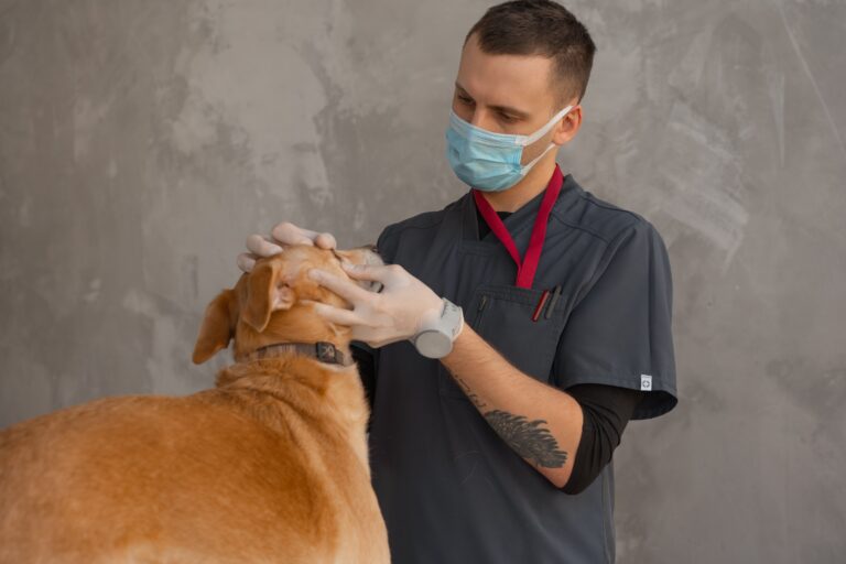 14 Things a Vet Nurse Notices About a Dog That the Owner Has Stopped Seeing