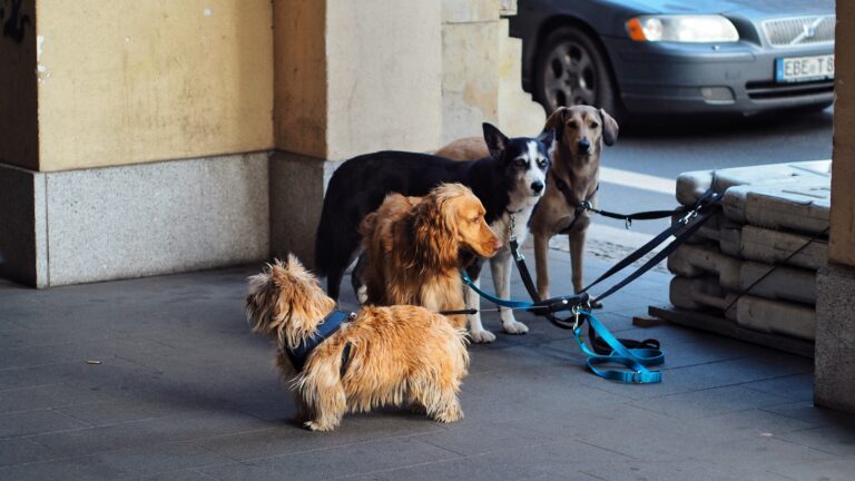 13 Things a Boarding Kennel Notices About a Dog on the Very First Night