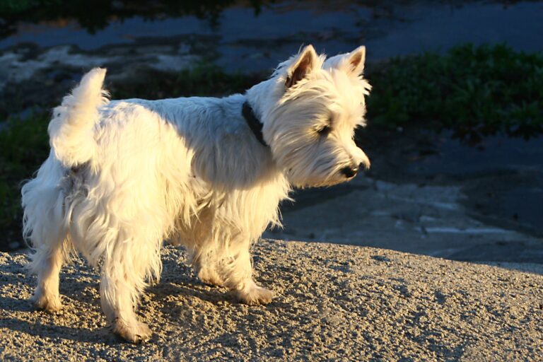 13 Things a Dog Remembers About a House It Only Lived in Briefly