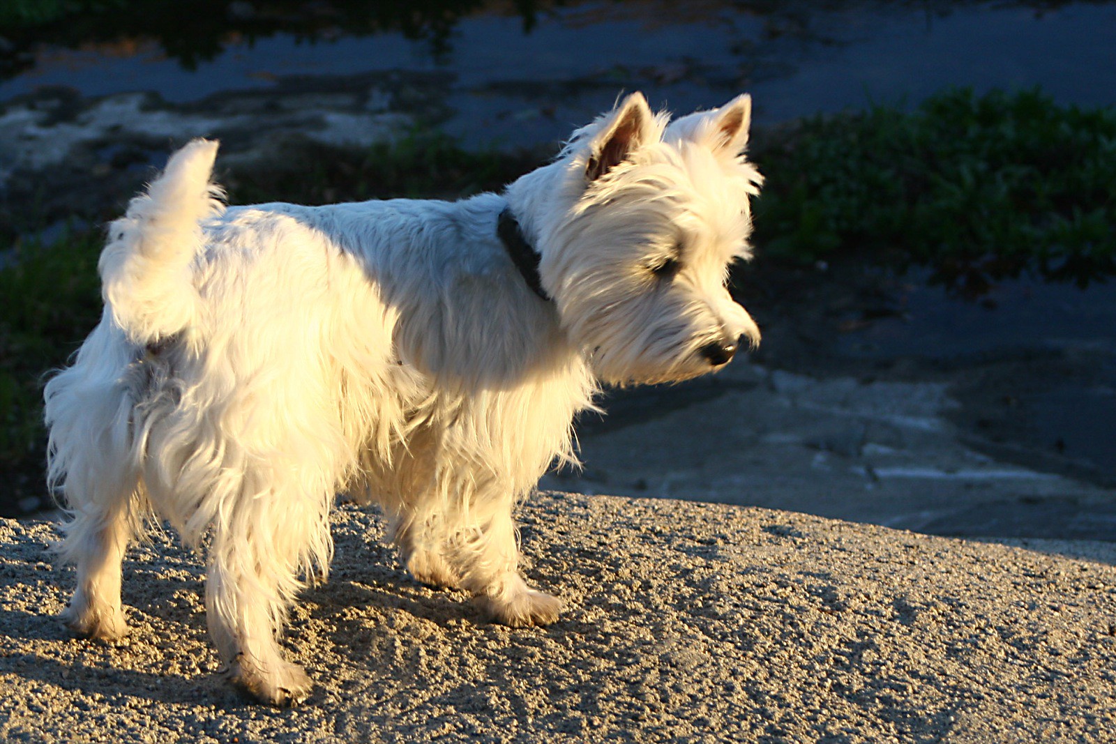 13 Things a Dog Remembers About a House It Only Lived in Briefly
