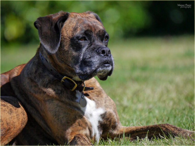 The 15 Habits That Separate a Settled Dog From One Still on Edge