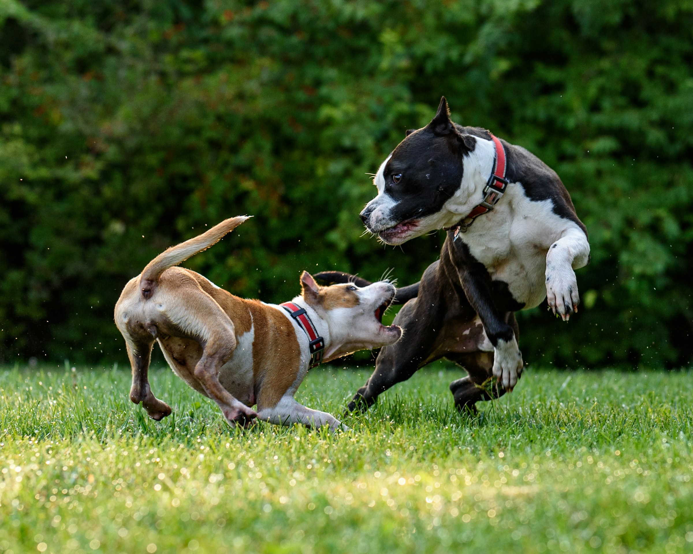 Research Has Found That Dogs Who Lack Social Play Opportunities in Early Life Show Higher Rates of Anxiety-Related Behavior and Reduced Flexibility in Social Interactions as Adults