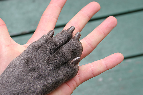 Animal Psychology Says When Your Dog Paws at Your Hand Repeatedly Without Breaking Eye Contact They Are Using the Most Direct Communication Signal in Their Repertoire - Not Manipulation