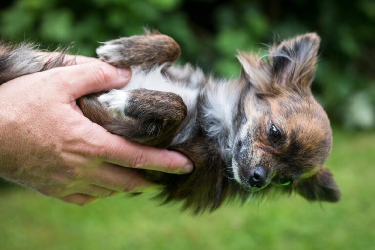 10 Ways Your Dog Shows They’ve Finally Learned to Trust You After a Difficult Past