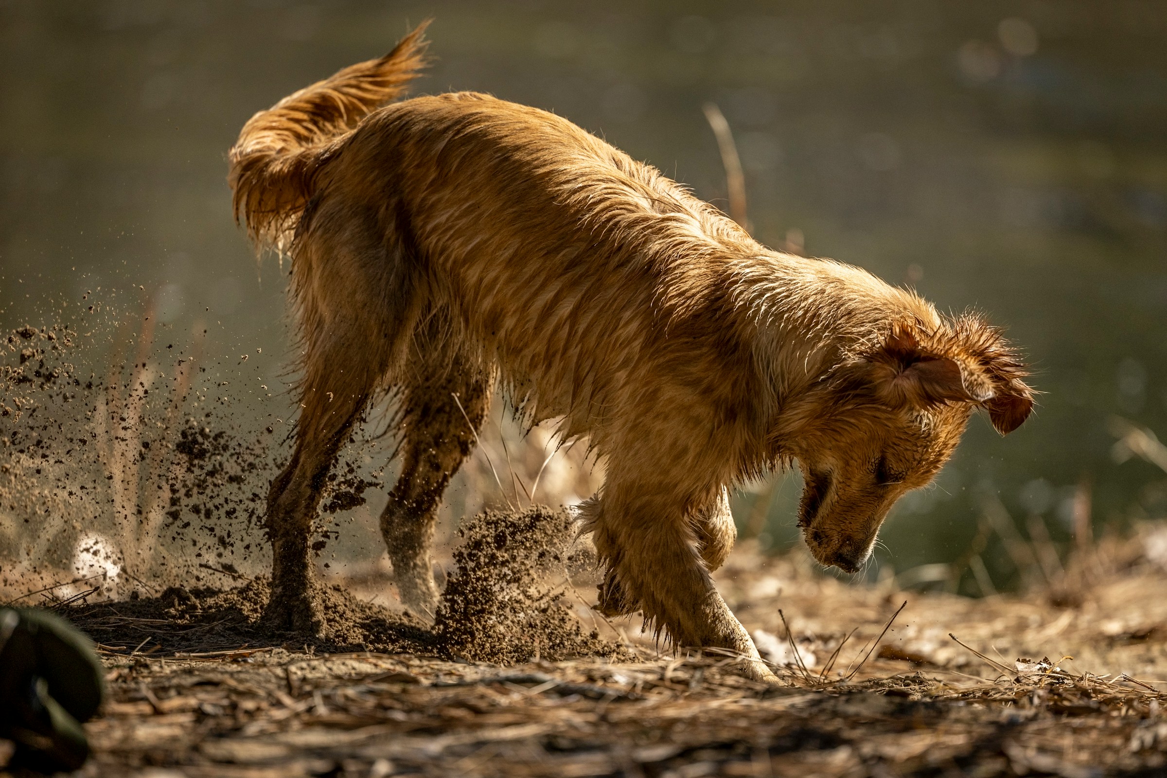 Why Do Dogs Scratch the Ground After They Poop?