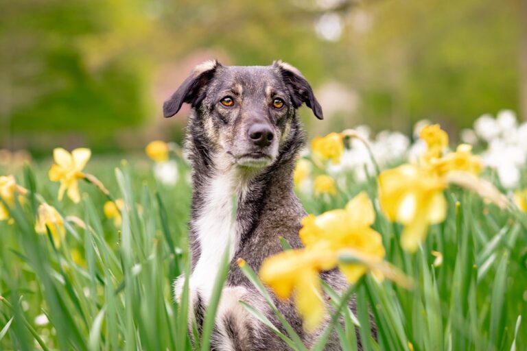 Your Dog Doesn’t Understand Your Salary, Your Job Title or Your Mistakes – They Build Their Opinion of You From Completely Different Things