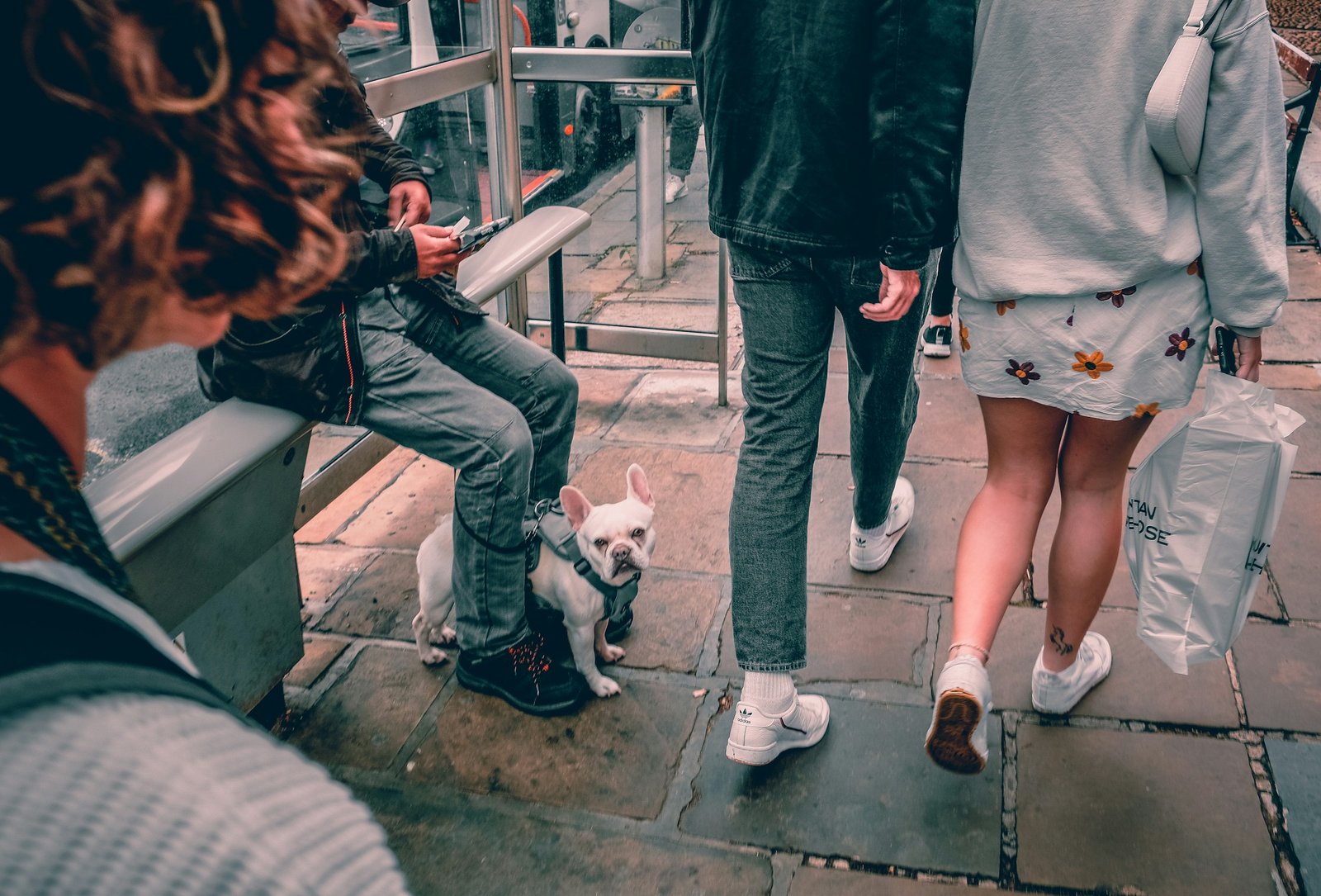 Dogs Who Suddenly Get Between Two Family Members Aren’t Always Being Protective – The Emotional Energy in the Room Can Matter