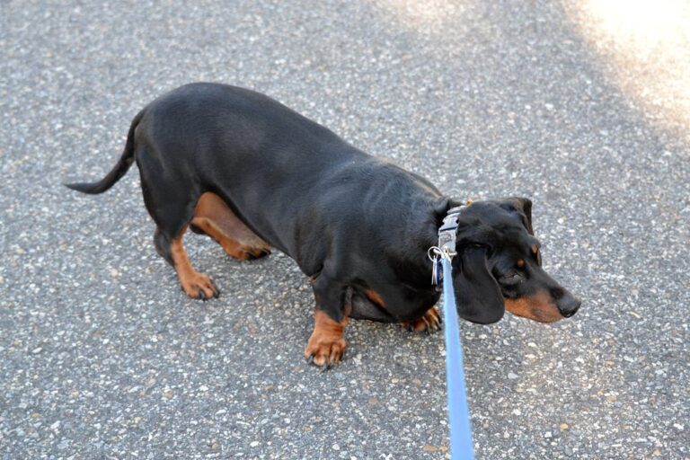 Dog Psychology Says Dogs Who Suddenly Become Very Still During an Encounter May Be Communicating More Than a Growl Ever Could