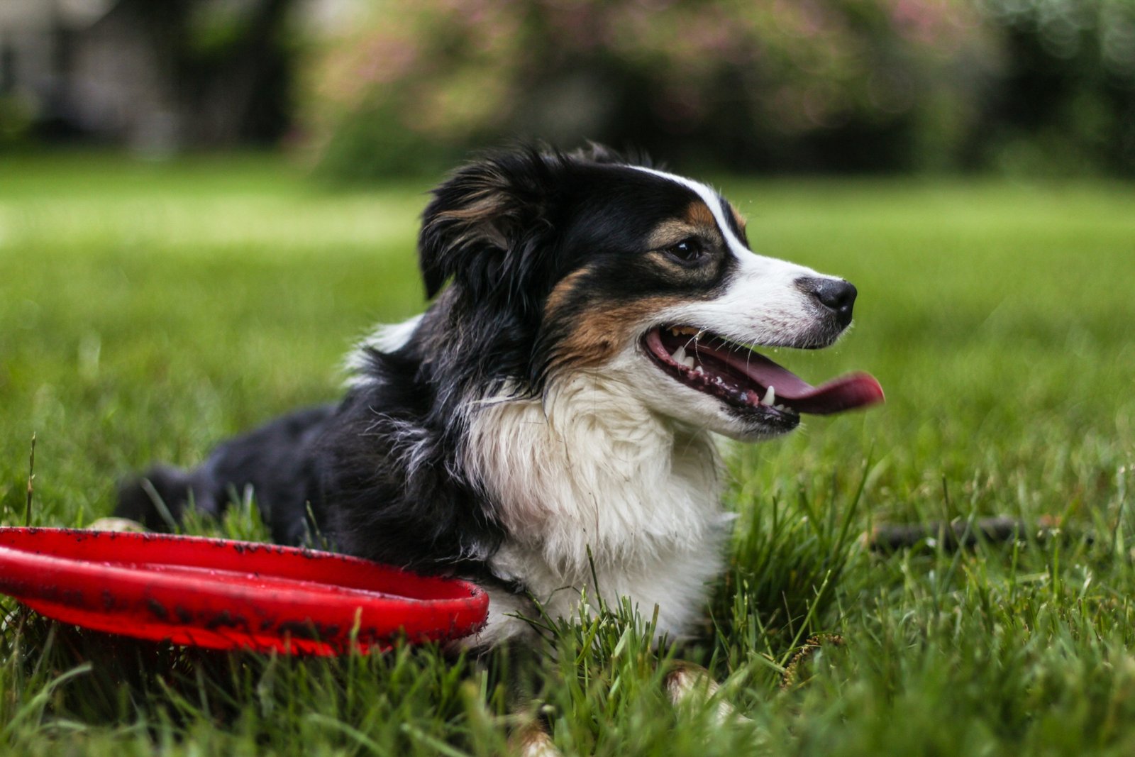 7 Dog Breeds That Stay Playful Long After Their Puppy Years Are Over