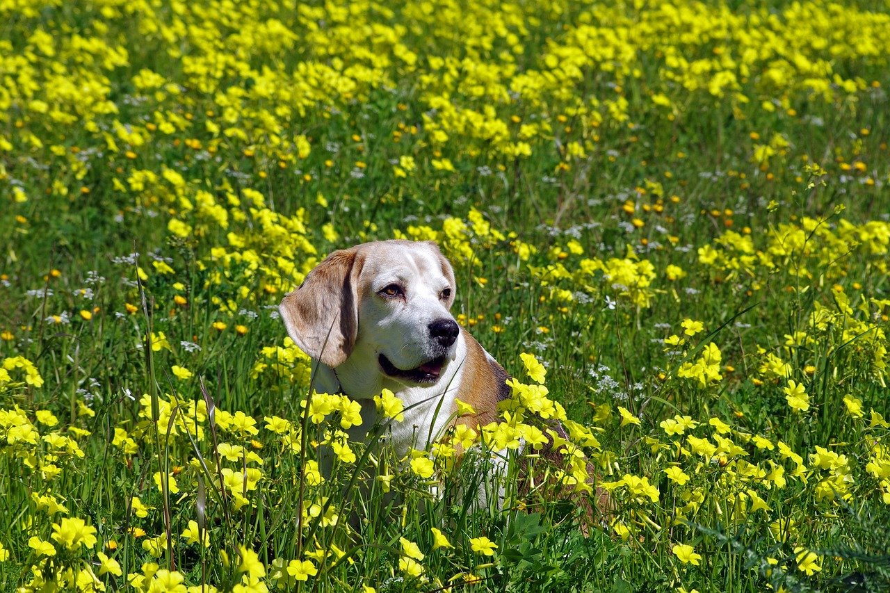 8 Dog Breeds That Keep Their Goofy Personalities Well Into Old Age
