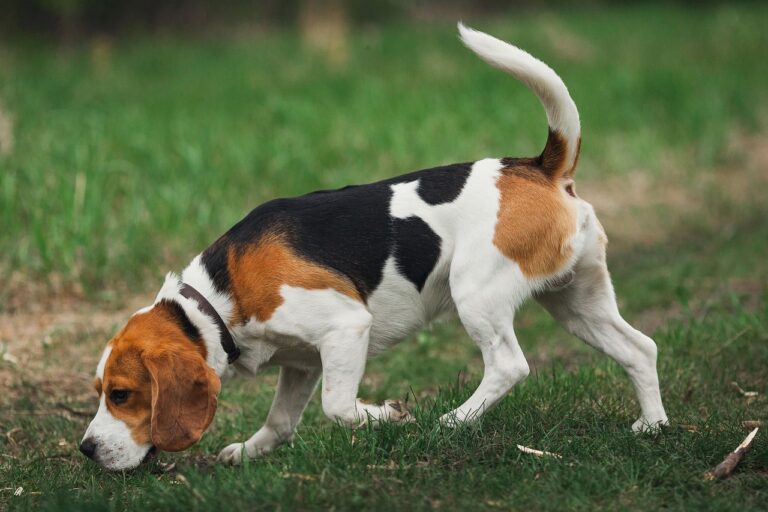 10 Dog Breeds That Never Quite Lose Their Puppy-Like Curiosity