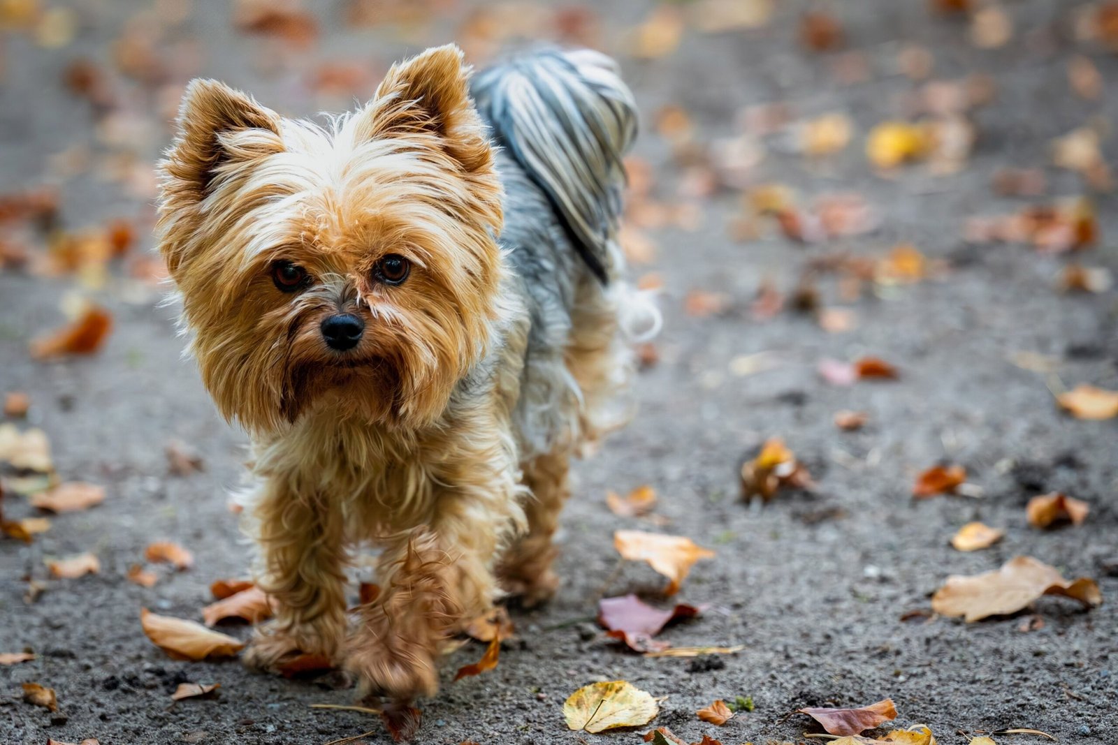 9 Dog Breeds That Stay Mischievous Long After They Should Know Better