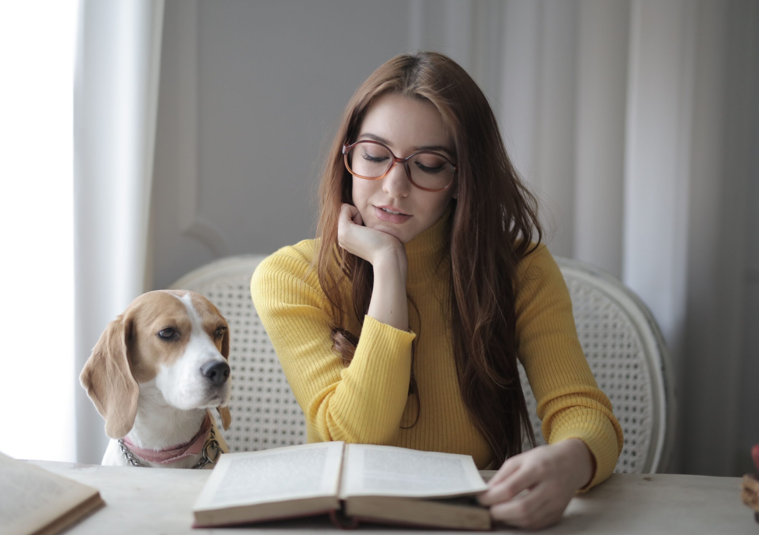 14 Cues a Dog Notices About a Visitor Within Seconds of the Door Opening