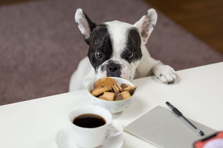 10 Details a Dog Treats as Fixed Points in a Day That Keep Shifting Around It