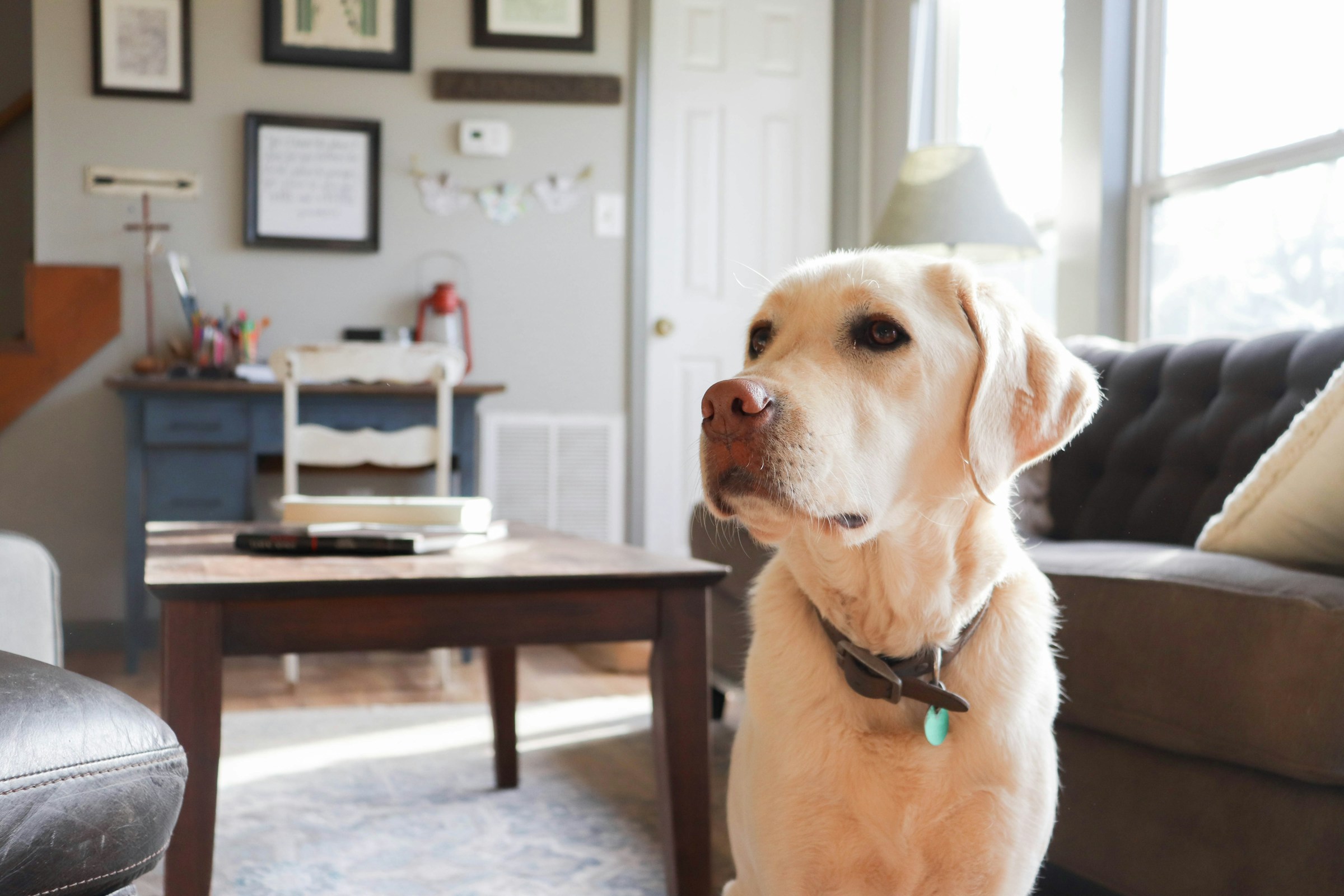 9 Reads a Dog Has Stopped Keeping Watch on a Door Somebody Walked Out Of