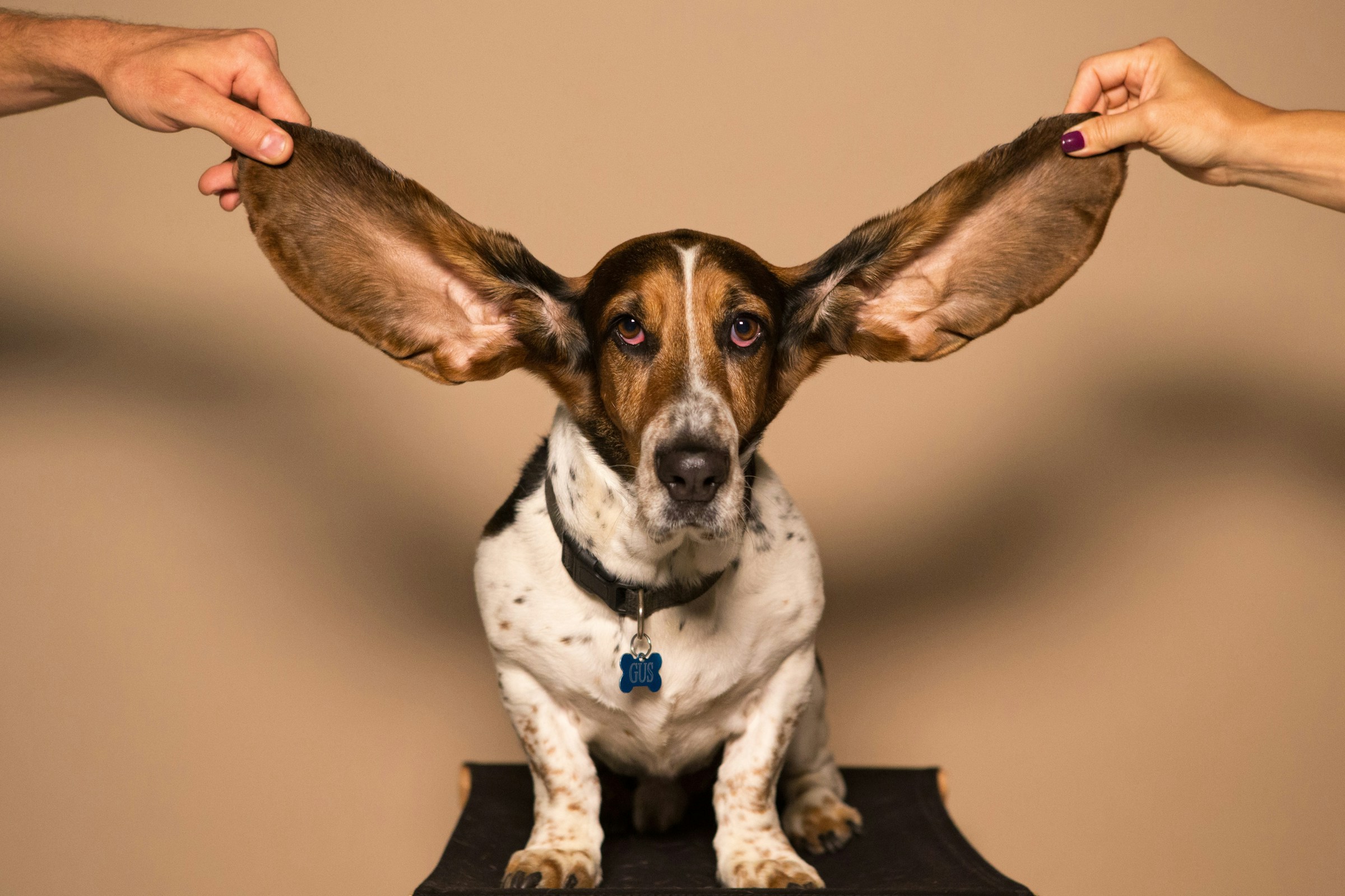 13 Tells a Dog Picks Up on in a House It Has Only Just Walked Into