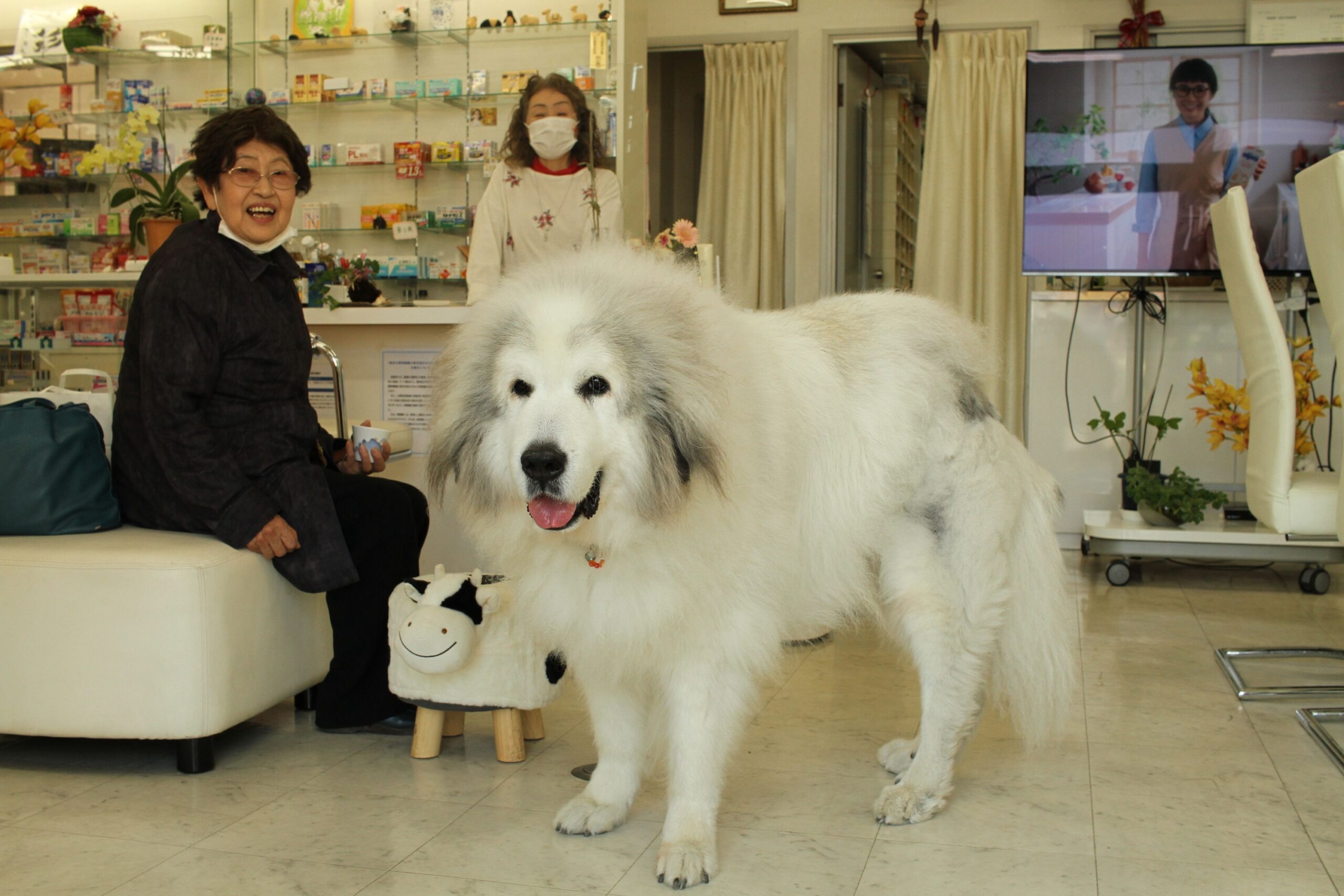 21 Things Owners Do in a Waiting Room That Dogs Read as a Warning