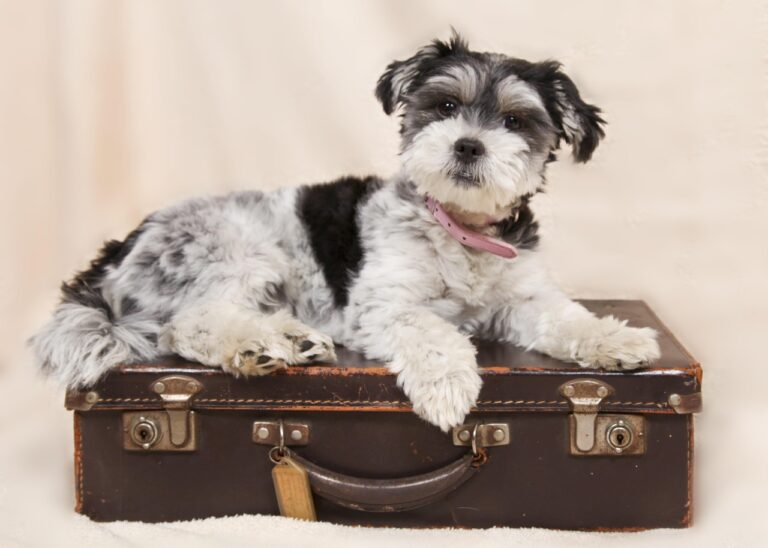 13 Signs a Dog Notices the Moment an Ordinary Morning Stops Being Ordinary