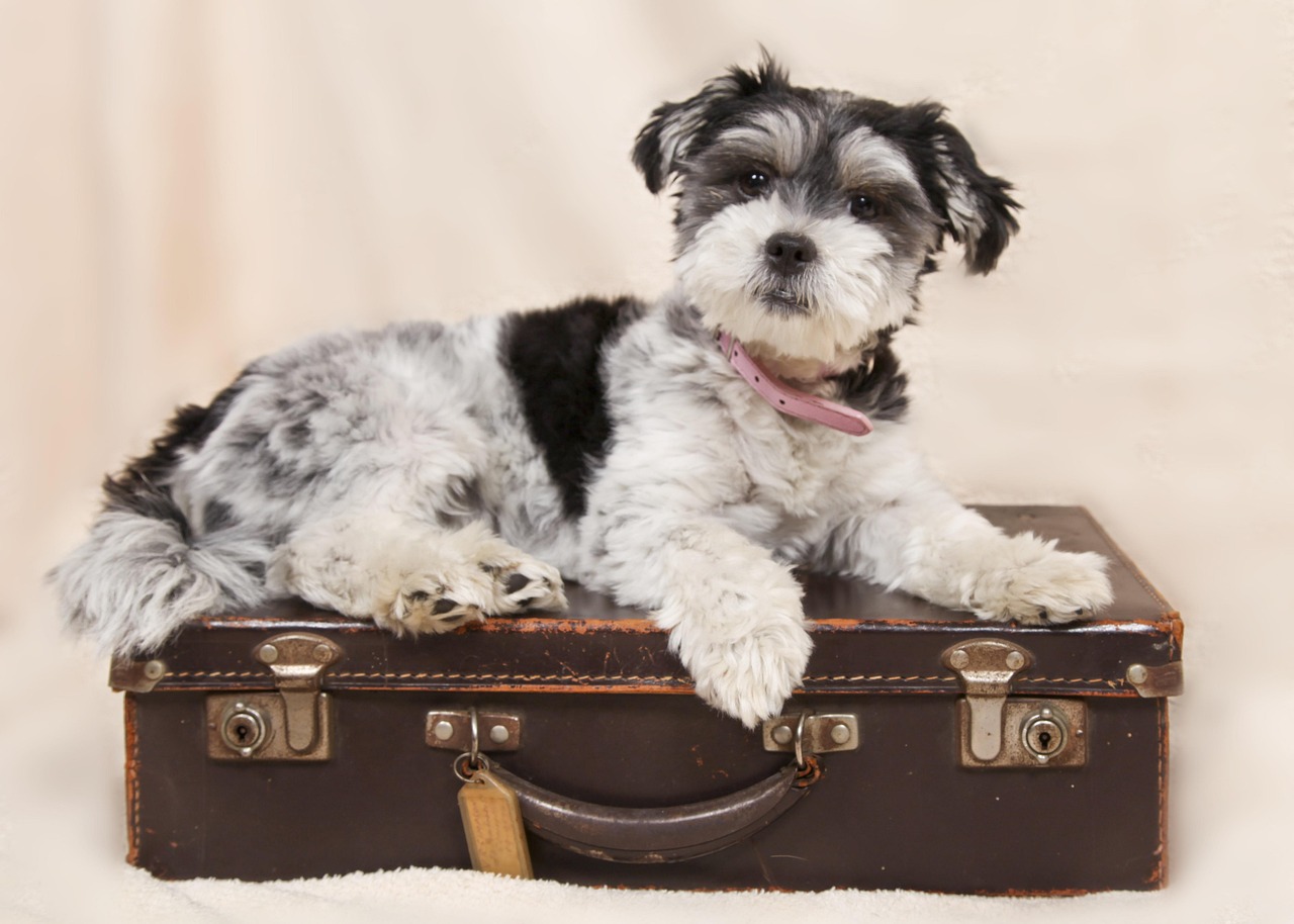 13 Signs a Dog Notices the Moment an Ordinary Morning Stops Being Ordinary