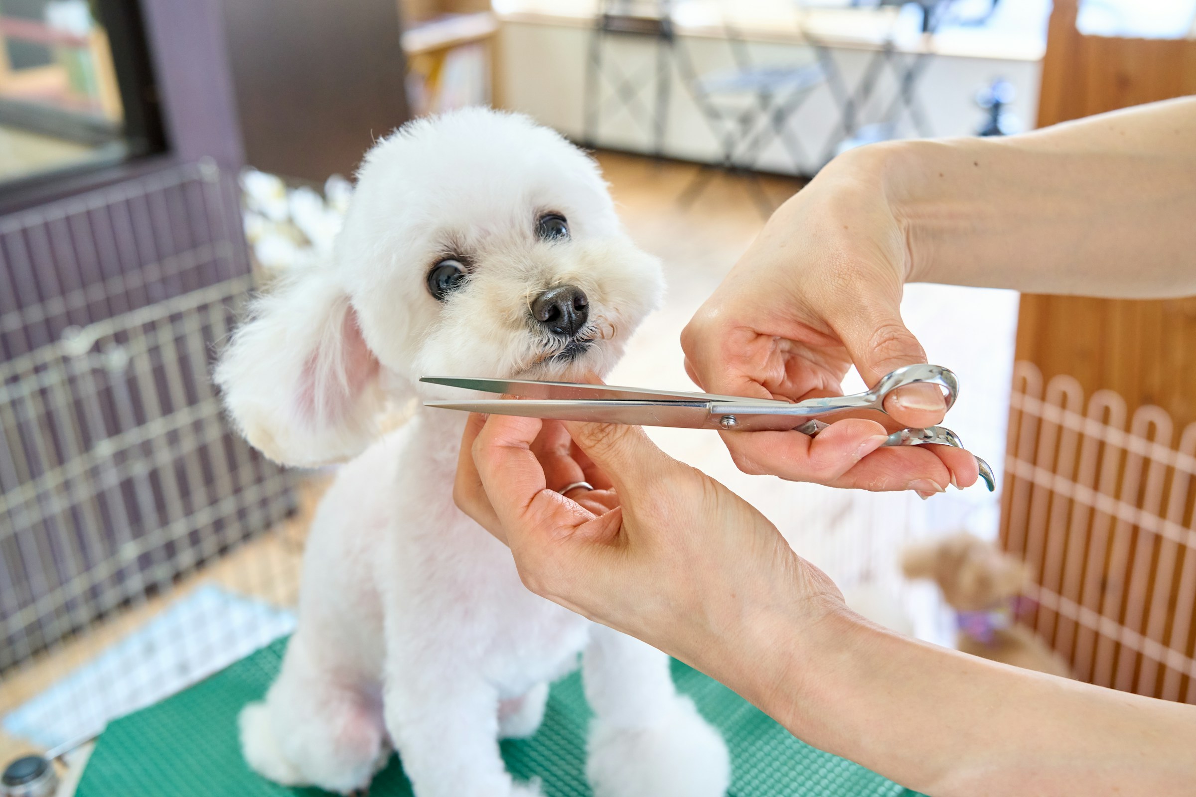 13 Tells a Groomer Can Tell About a Dog From the First Minute on the Table