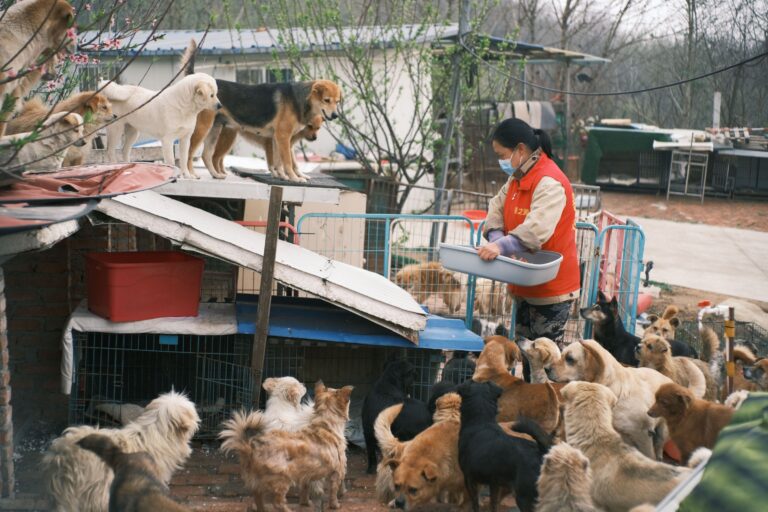 10 Small Signs a Kennel Reads in a Dog That Predict How the Whole Week Will Run
